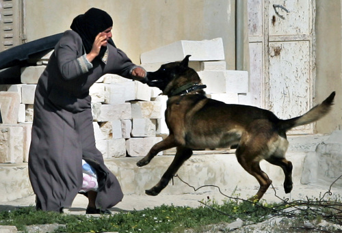 كلب أفلتته قوّات الاحتلال يهاجم فلسطينيّة في بلدة العبيديّة قرب بيت لحم أمس (أ ب)