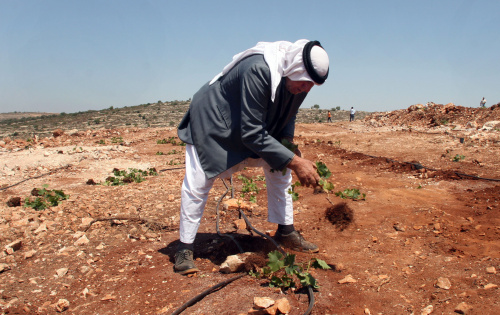 فلسطيني يقتلع كرمة زرعها إسرائيلي في رام الله أمس (أحمد غرابلي - أ ف ب)