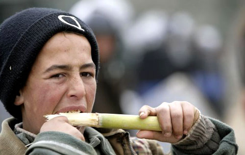 فلسطيني يأكل قصب السكّر قرب الجدار الحدودي المهدّم عند رفح (ناصر نوري ـ رويترز)