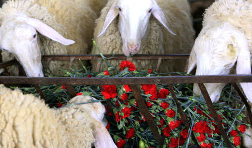 مواشي تلتهم أزهار غزّة أول من أمس (مهدي فدوش ـ أ ف ب)