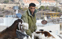 فلسطيني قرب مستوطنة «كريات أربعة» في الضفّة الغربيّة أمس (أ ف ب)