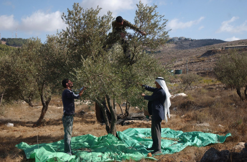 أفراد عائلة فلسطينيّة يقطفون الزيتون في دير الحطب قرب نابلس أمس (مجدي محمّد ــ أ ب)