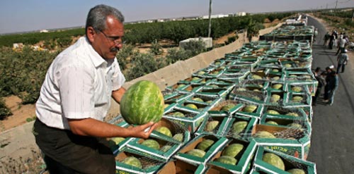 فلسطيني يبيع البطّيخ على الحدود بين غزّة والأراضي المحتلّة أمس (سيد خطيب ـــ أ ف ب)
