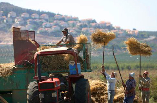 مزارعون لبنانيون يحصدون القمح في بلدة الخيام  (رويترز)
