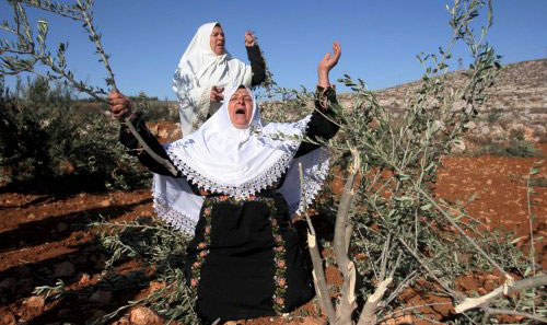 فلسطينيتان تبكيان أمام أشجار زيتون جرفها جيش الاحتلال في الضفة الغربية أمس (إي بي إي)