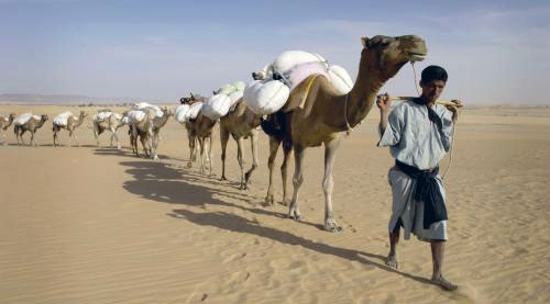 موريتاني يقتاد جمالاً تحمل ملحاً قرب تيشيت (أرشيف - رويترز)