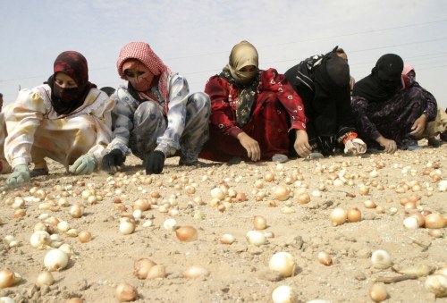 عراقيات يزرعن البصل في الفلوجة أمس (مهنّد فيصل - رويترز)