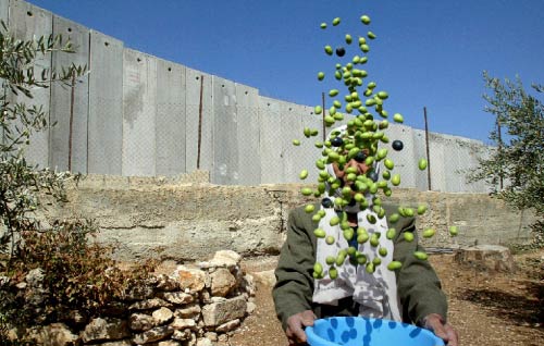 يقتلع الصهاينة كل عام مئات الآلاف أشجار الزيتون، التي تعود وتفرّخ في تربة تحتضنها رغماً عن إسمنت جدار المحتل (أشرف أبو الترك - أ.ب)  