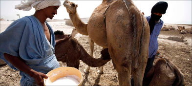 موريتاني يحلب ناقته في نواكشوط أوّل من أمس (رويترز)
