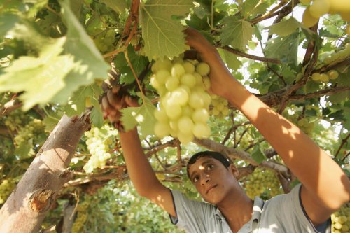 مزارع يقطف العنب في غزة أمس (ابراهيم أبو مصطفى - رويترز)