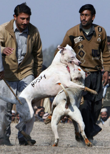 معركة بين كلبين أحدهما إسمه «بوش» في إسلام أباد أوّل من أمس (ب. بنغاش - أ ب)