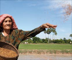 مزارعة كمبوديّة ترشّ بذور الأرزّ جنوبي العاصمة بنوم بنيه (أ ف ب)