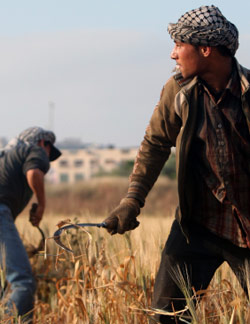 فلسطينيان يحصدان القمح في حقل بالقرب من مدينة جنين أمس (محمد بالاس - أ ب)