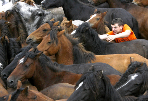 الإسبان ماهرون في “مصارعة” الأحصنة ايضاً! (لالو فيلار- أ ب)