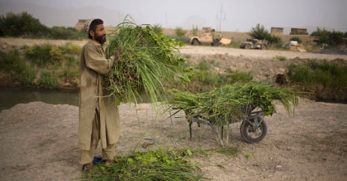 قروي أفغاني يجمع العشب في قندهار أمس (رودريغو عبد ـ أ ب)