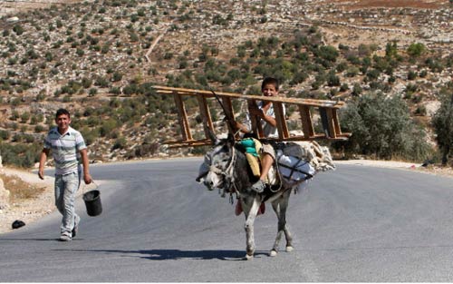 فلسطيني ينقل الزيتون بعد قطفه في الضفة الغربية أمس (نايف هاشلامون ــ رويترز)