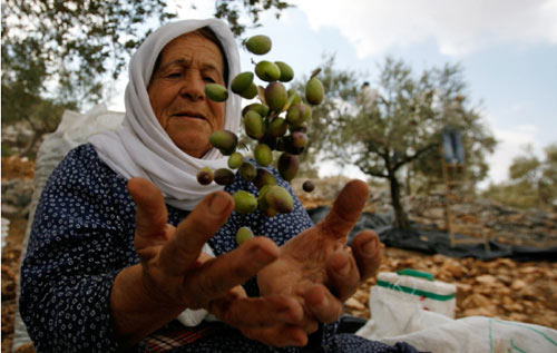ترمي الزيتون في الهواء لفصله عن القشور في قرية زبابيدا قرب جنين (محمد تركمان - رويترز)