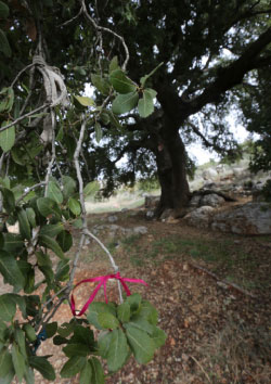 شجرة النذور راشيا (مروان طحطح)
