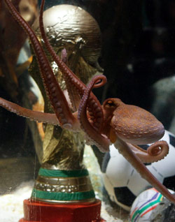 الأخطبوط بول يسبح إلى جانب نسخة من كأس العالم (ولفغانغ راتاي ــ رويترز)
