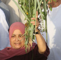 مصريّة تضع الورود على قبر أقاربها بمناسبة عيد الفطر (رويترز)