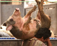 مصري ينقل خنزيراً ليتم ذبحه في منشية القاهرة (أسماء وجيه ـــ رويترز)