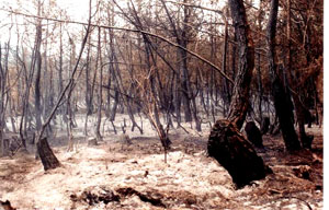 إحدى الغابات العكارية التي التهم الحريق أشجارها